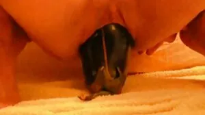 බිඳෙනසුලු ලතින් බේබ් ඇණ 4